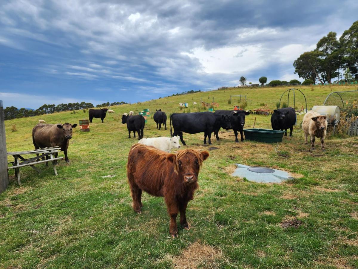 Ruby'S Cottage Farm Stay Port Arthur Exteriör bild
