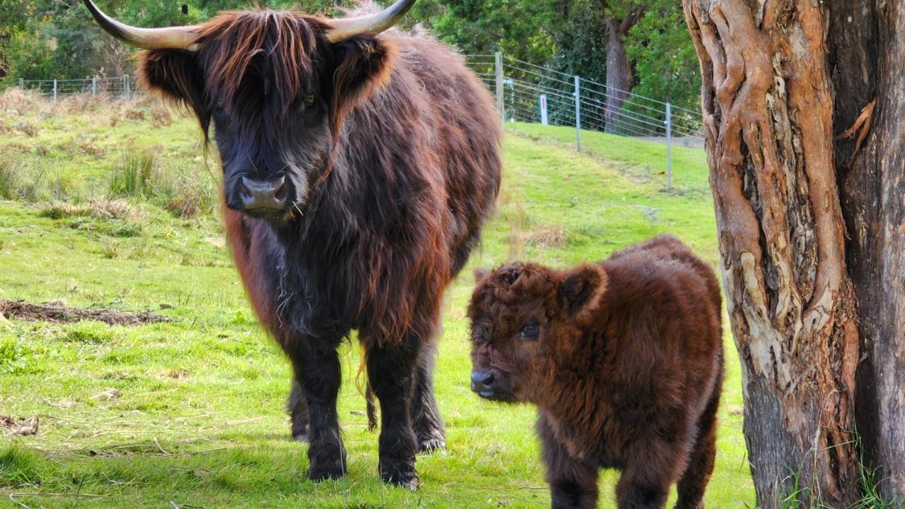 Ruby'S Cottage Farm Stay Port Arthur Exteriör bild