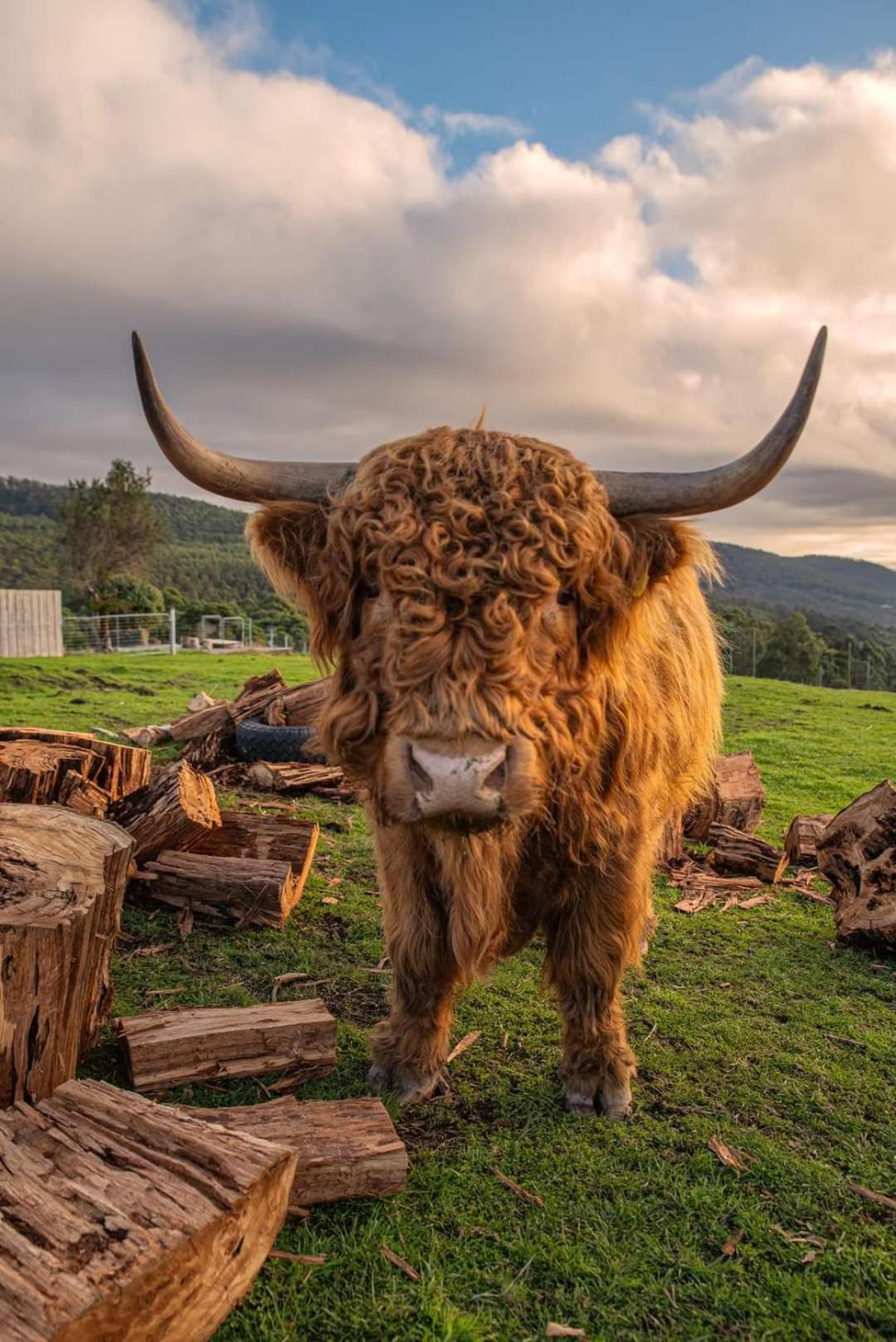 Ruby'S Cottage Farm Stay Port Arthur Exteriör bild
