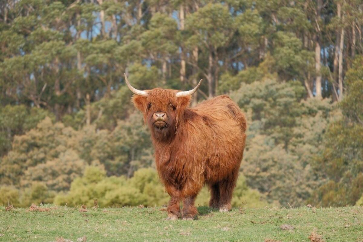 Ruby'S Cottage Farm Stay Port Arthur Exteriör bild